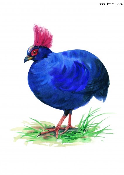 彩绘各种鸟类图片大全