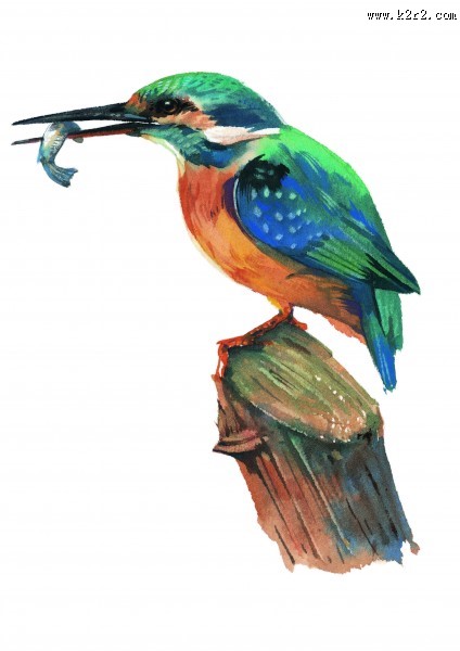 彩绘各种鸟类图片大全