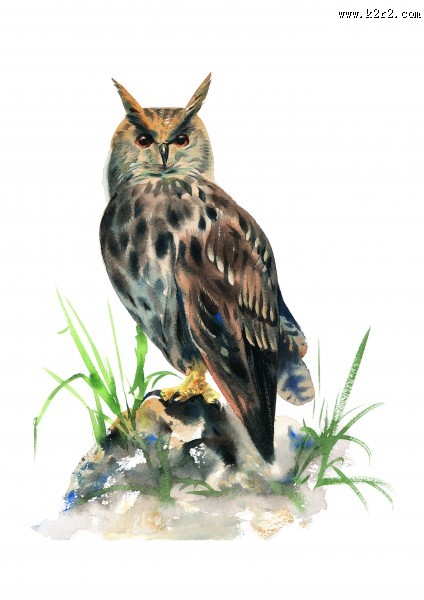 彩绘各种鸟类图片大全