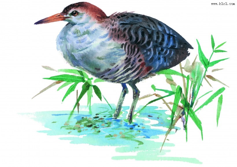 彩绘各种鸟类图片大全