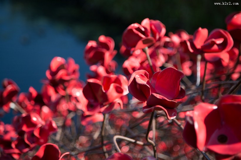 铁艺红色罂粟花图片