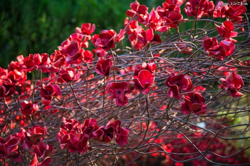 铁艺红色罂粟花图片