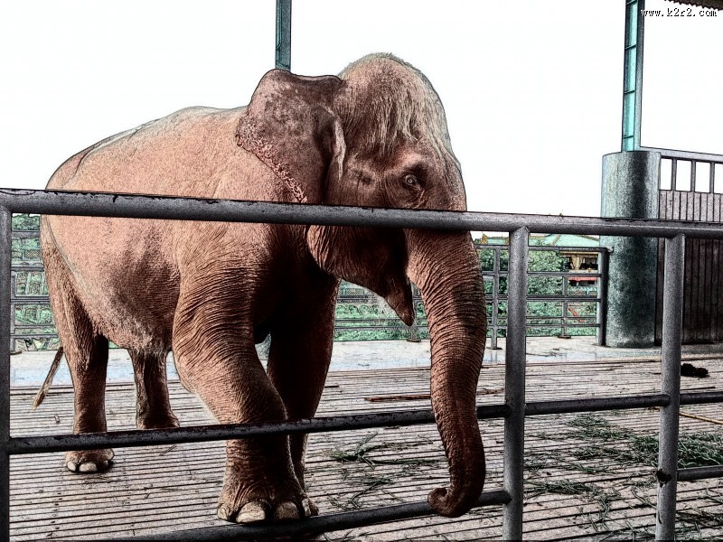 缅甸风情素描图片