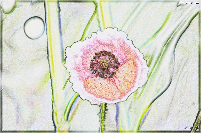 彩色素描花卉图片