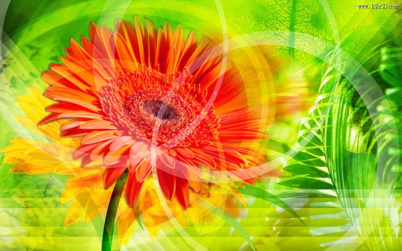 精美手绘鲜花图片