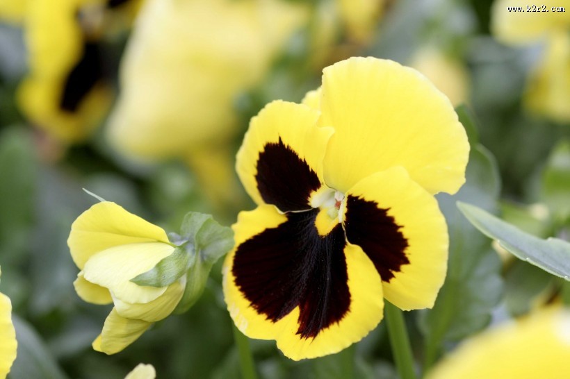 唯美自然植物景深图片