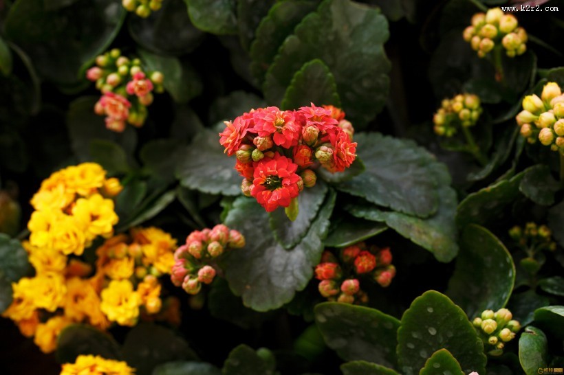 唯美自然植物景深图片