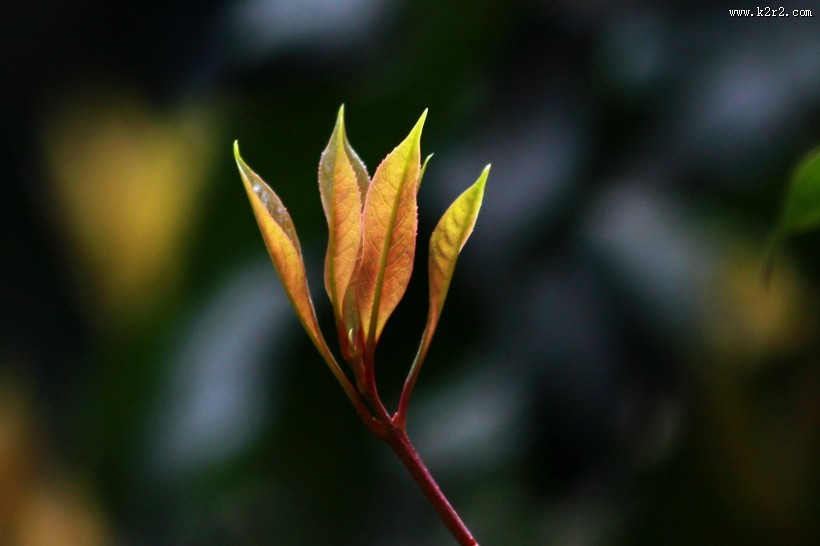 唯美自然植物景深图片