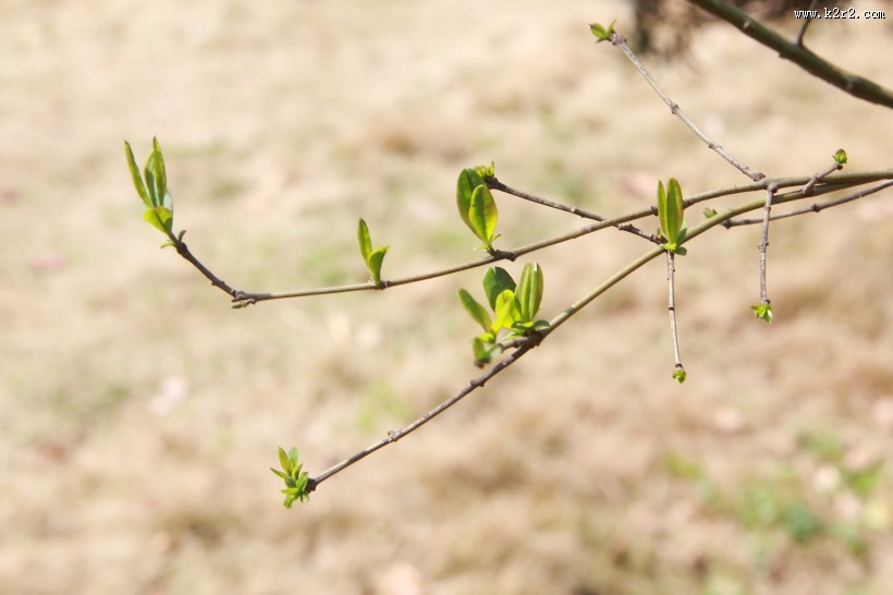 唯美自然植物景深图片