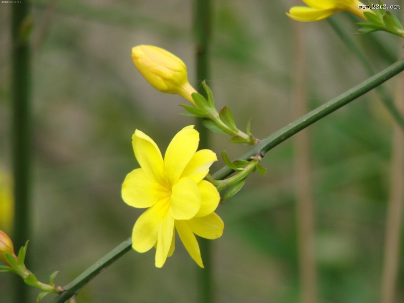 唯美自然植物景深图片