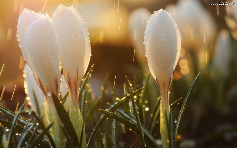 唯美雨天风景图片