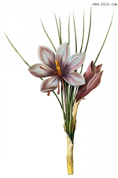 国外手绘植物花朵大全图片