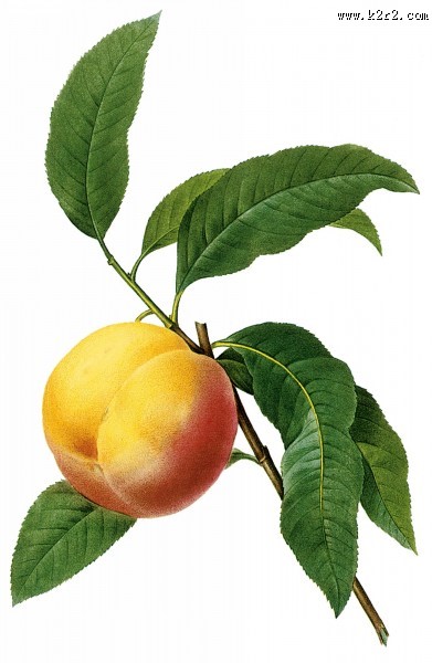 国外大师手绘水果图片