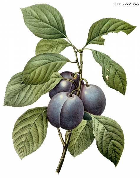 国外大师手绘水果图片