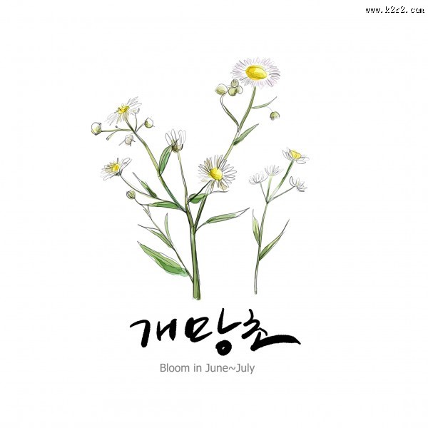 花草素描图片大全