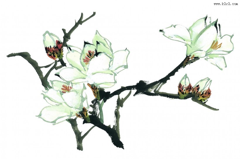 玉兰绘画图片