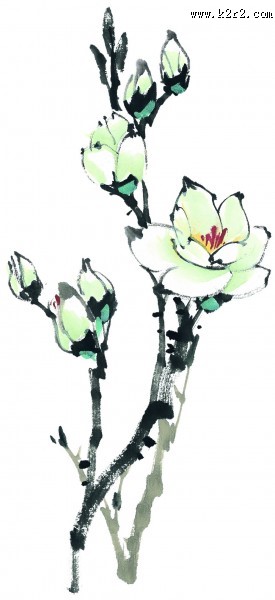 玉兰绘画图片