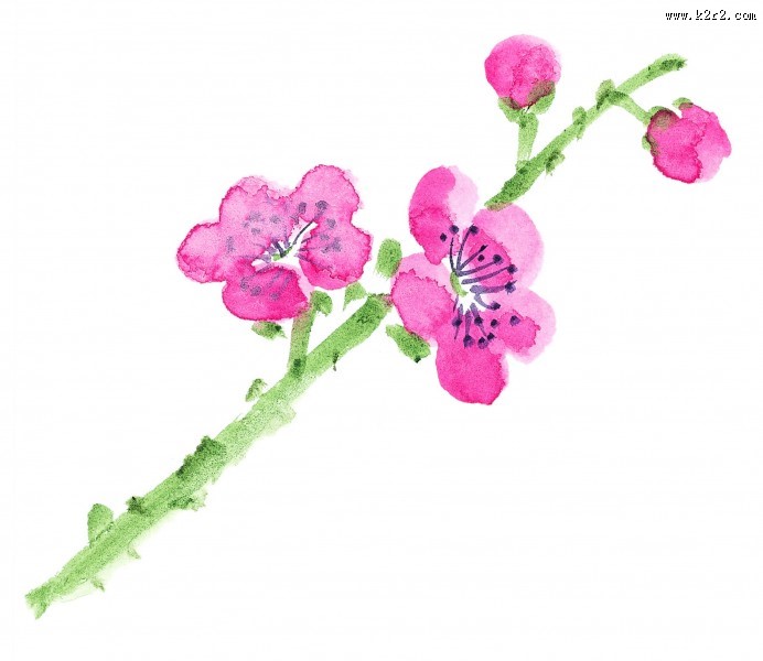 国画梅花图片大全