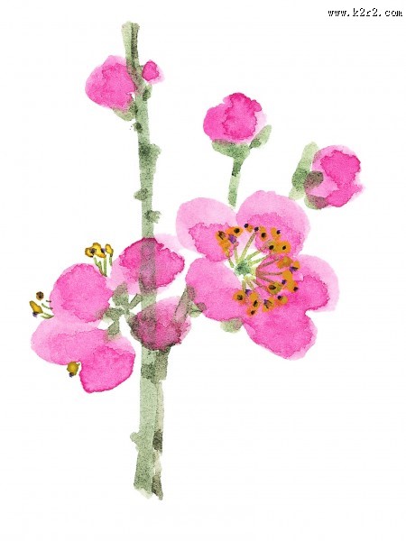 国画梅花图片大全