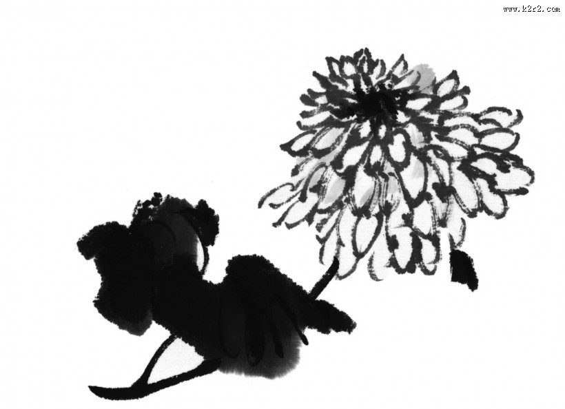 国画菊花图片