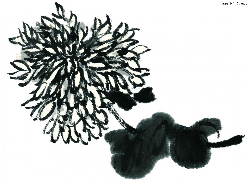 国画菊花图片