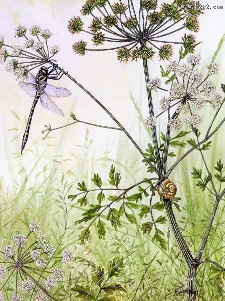 欧洲动物花鸟画图片大全