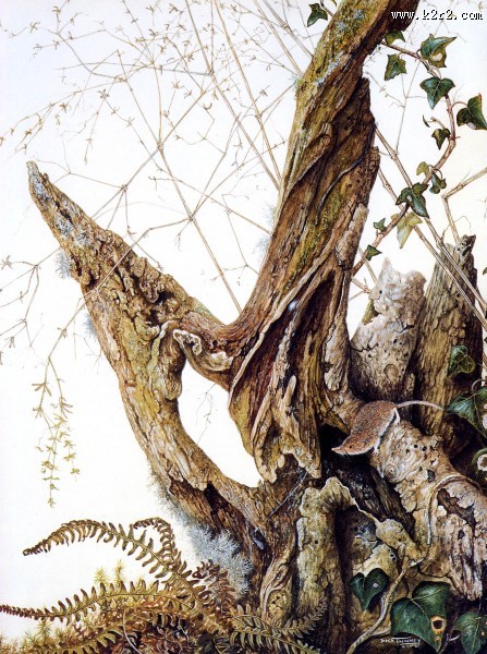 欧洲动物花鸟画图片大全