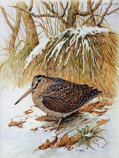 欧洲动物花鸟画图片大全