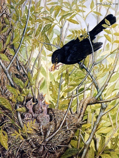 欧洲动物花鸟画图片大全