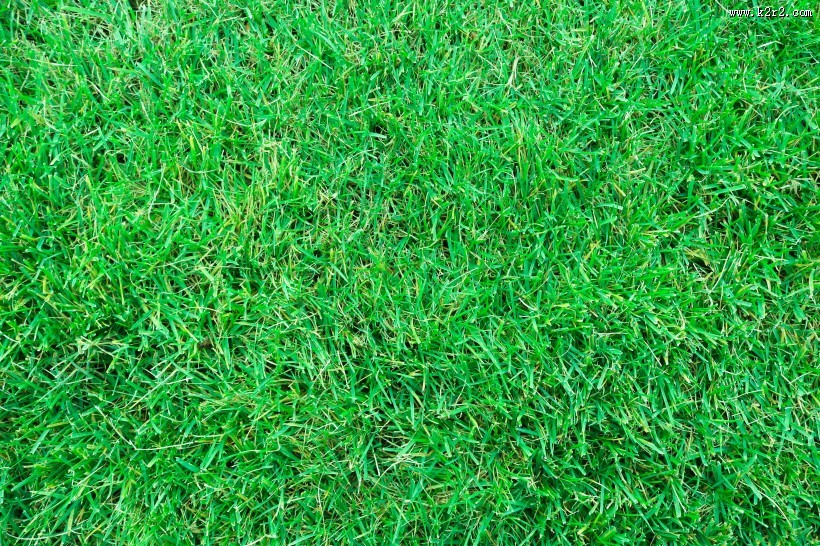 人工草坪图片