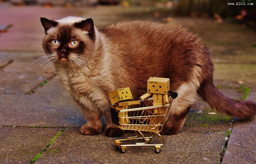 购物车上的纸箱人图片