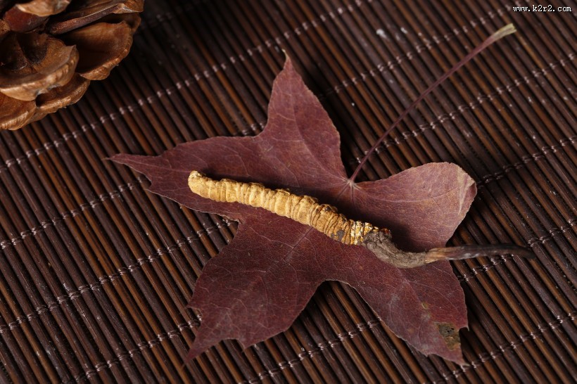 高品质的虫草图片大全