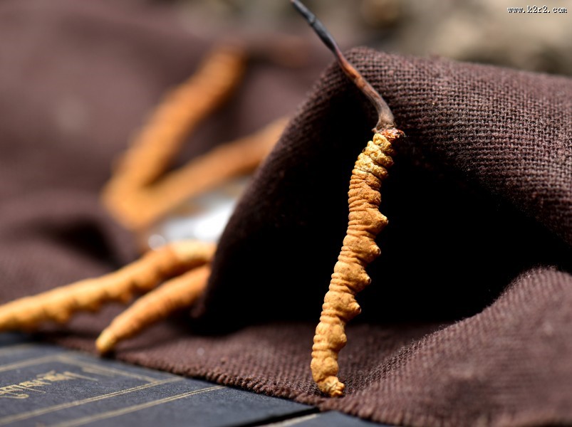 高品质的虫草图片大全