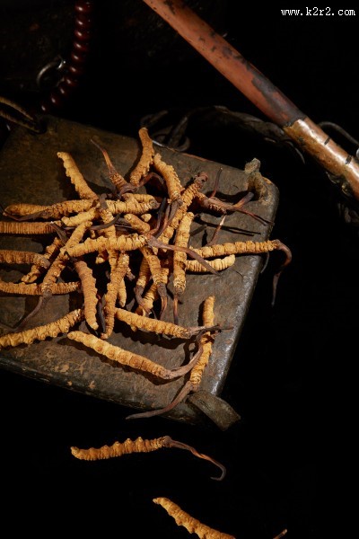 高品质的虫草图片大全