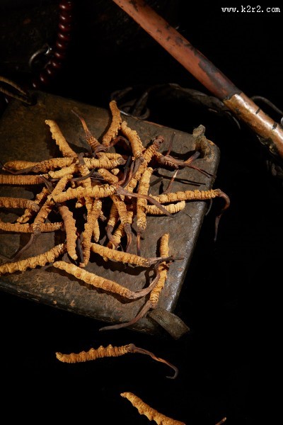 高品质的虫草图片大全