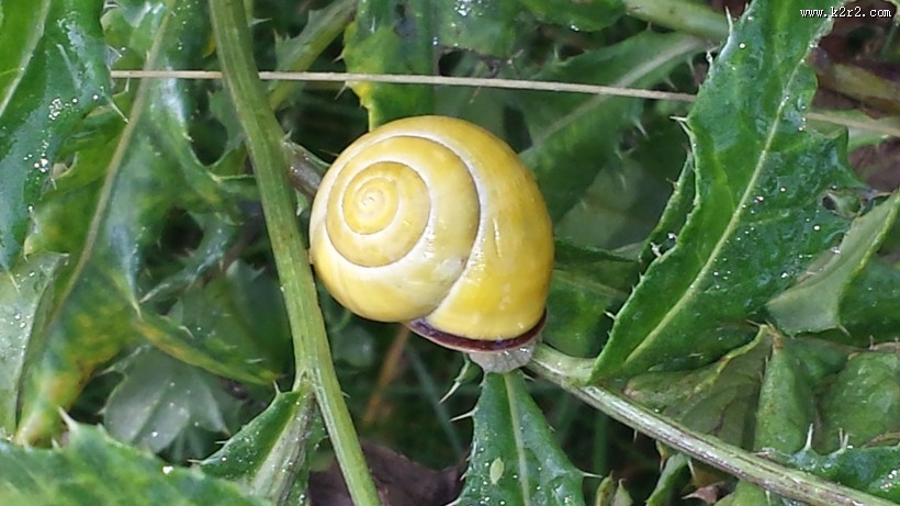 坚硬的蜗牛壳图片