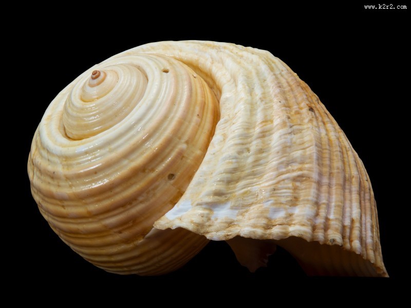 空空的蜗牛壳图片