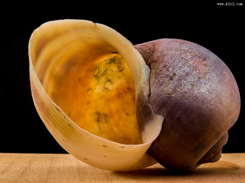 空空的蜗牛壳图片