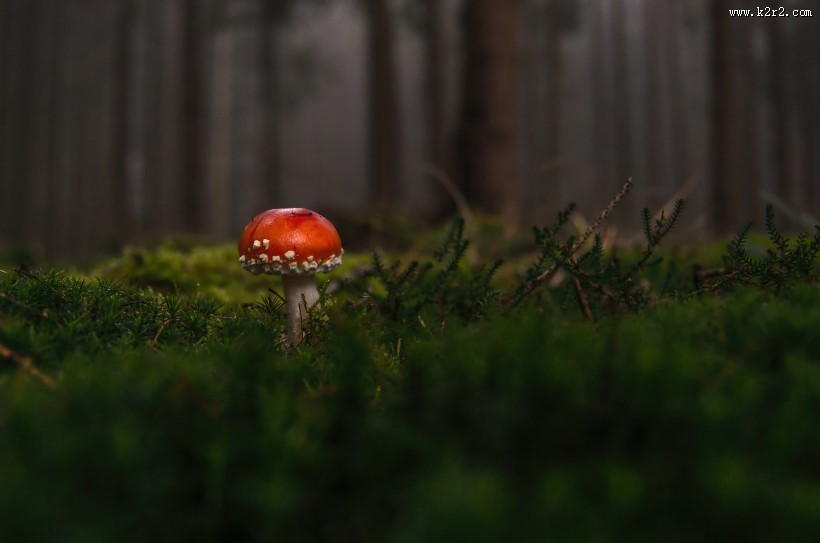 红色的毒蘑菇图片