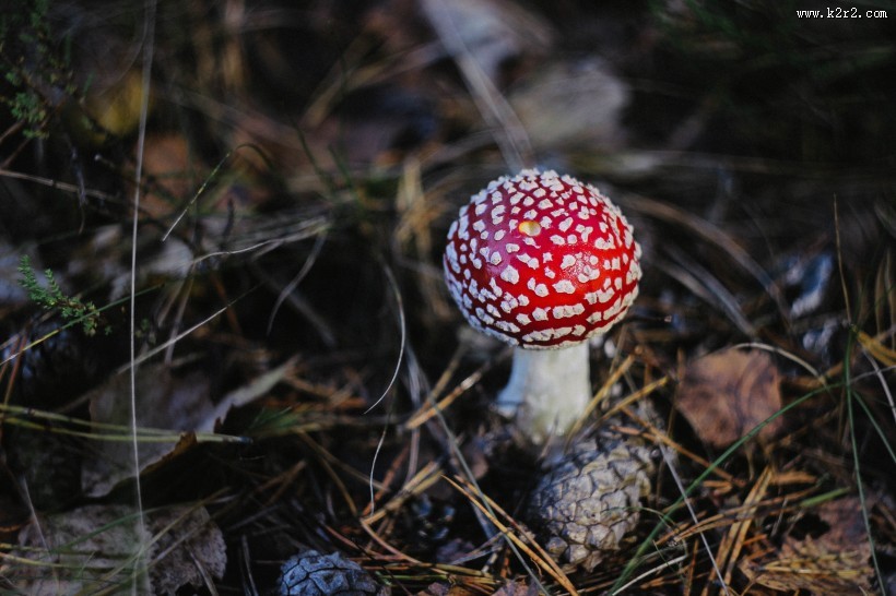 红色的毒蘑菇图片
