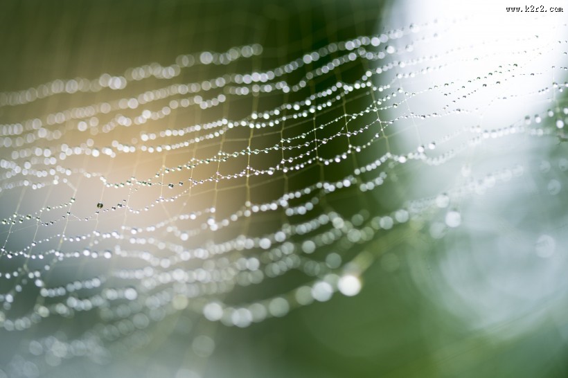 带水珠的蜘蛛网图片