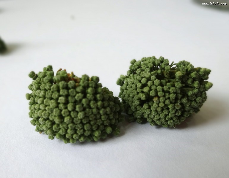 新鲜三七花图片大全