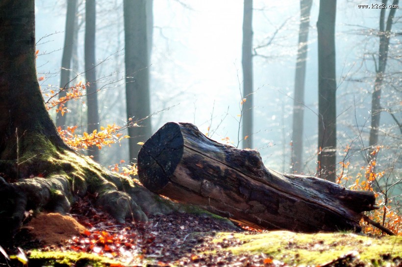 森林里的枯木图片大全