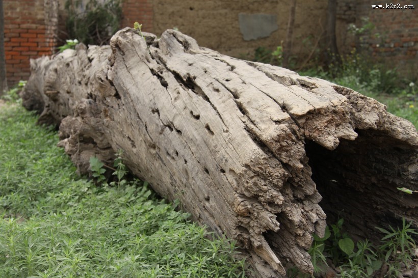 森林里的枯木图片大全