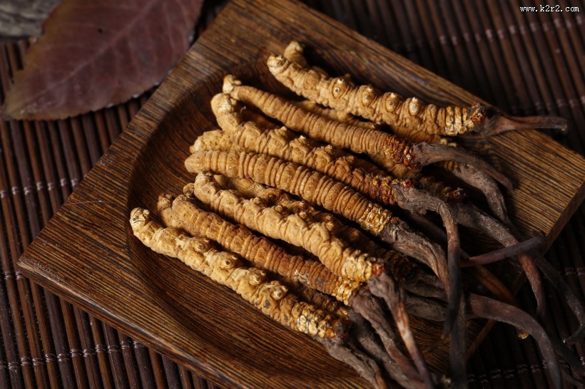 珍贵的野生冬虫夏草图片