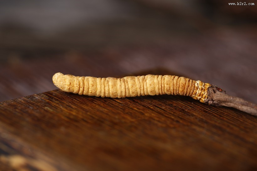 珍贵的野生冬虫夏草图片