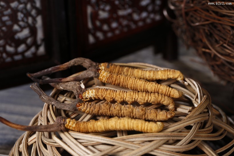 珍贵的野生冬虫夏草图片