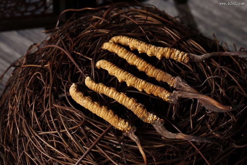 珍贵的野生冬虫夏草图片