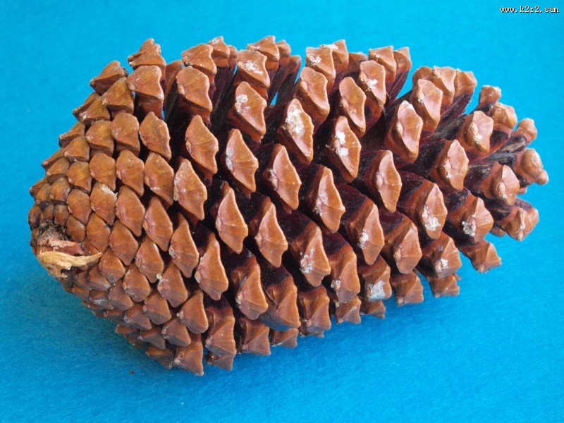 好看的松果松塔图片