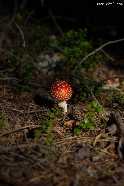 有毒的蘑菇图片大全